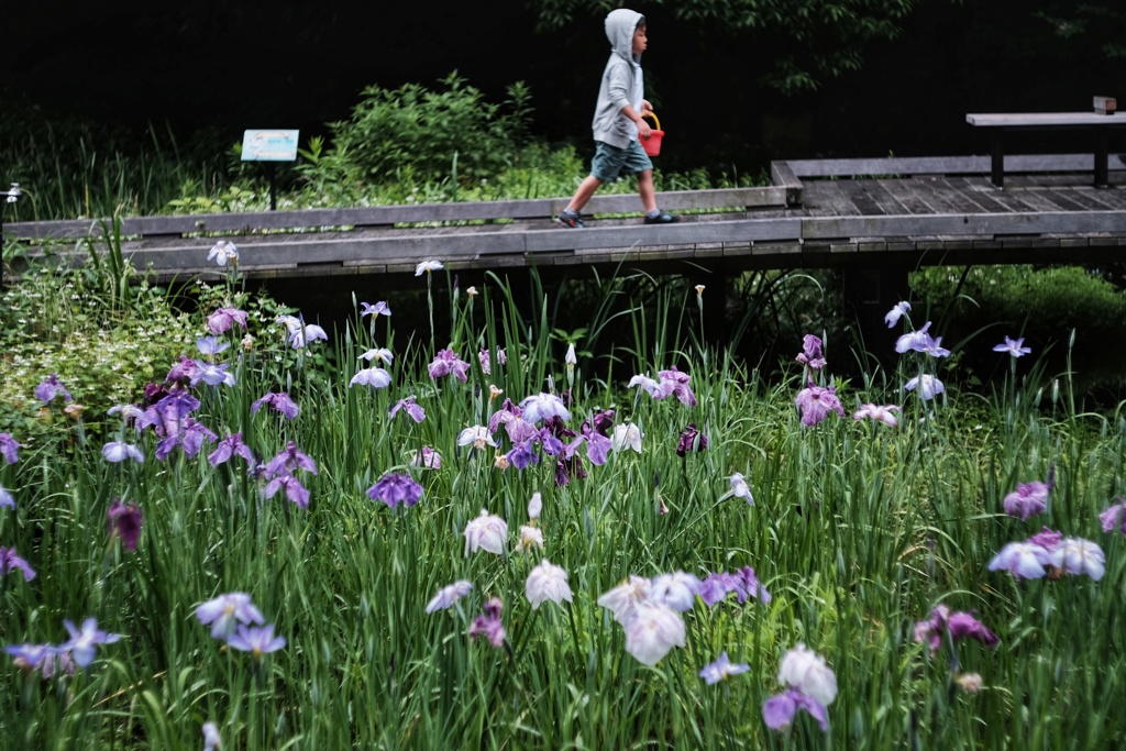 東高根森林公園 湿生植物園