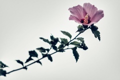 木槿