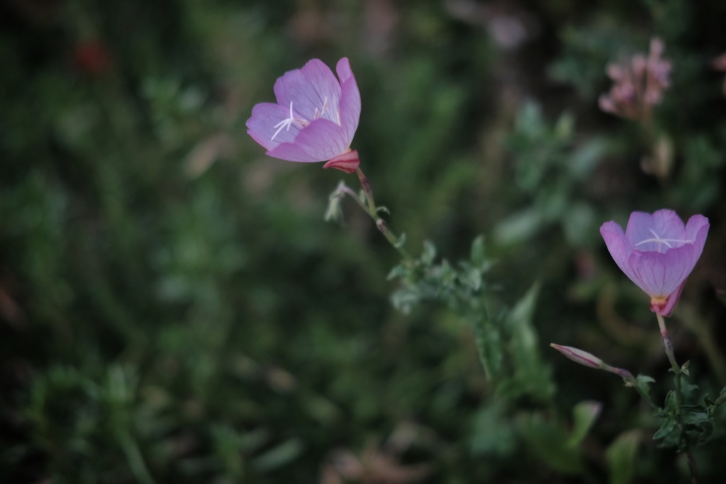 ヒルザキツキミソウ