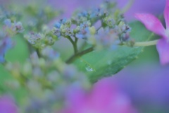額紫陽花