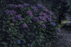 真夜中の紫陽花