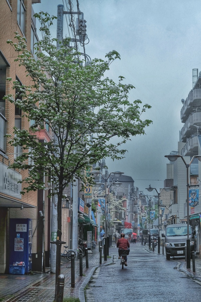 雨の商店街の花水木
