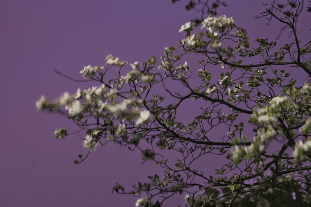 花水木(夜) 風に揺れる