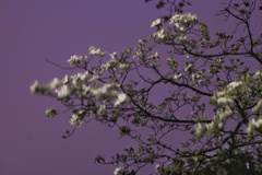 花水木(夜) 風に揺れる