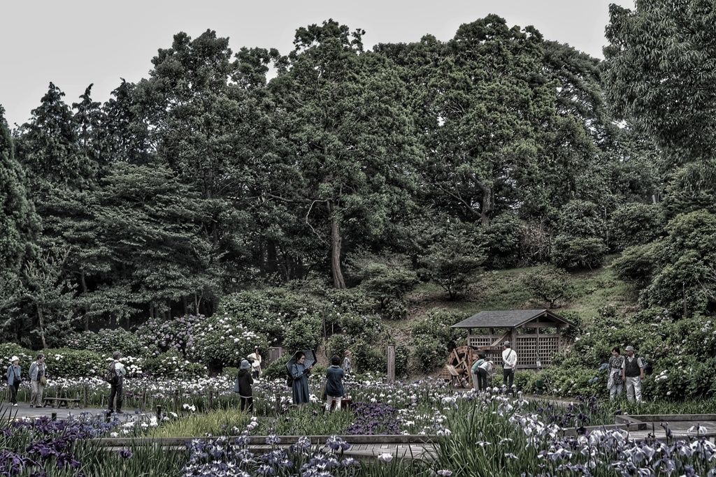 Yokosuka Iris Garden