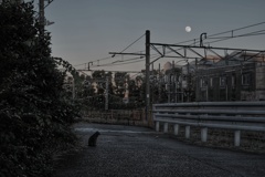 浜川崎 貨物駅 猫