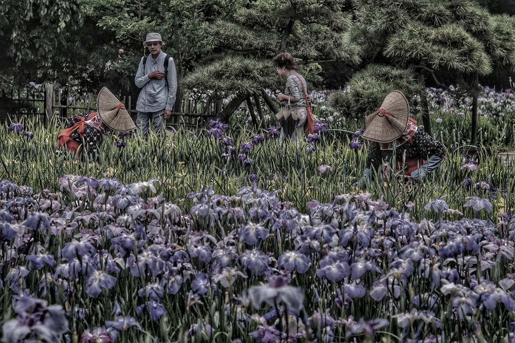 Yokosuka Iris Garden
