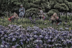 Yokosuka Iris Garden
