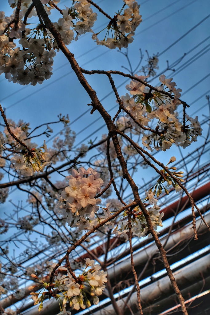 桜とパイプライン