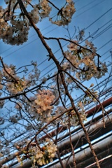 桜とパイプライン