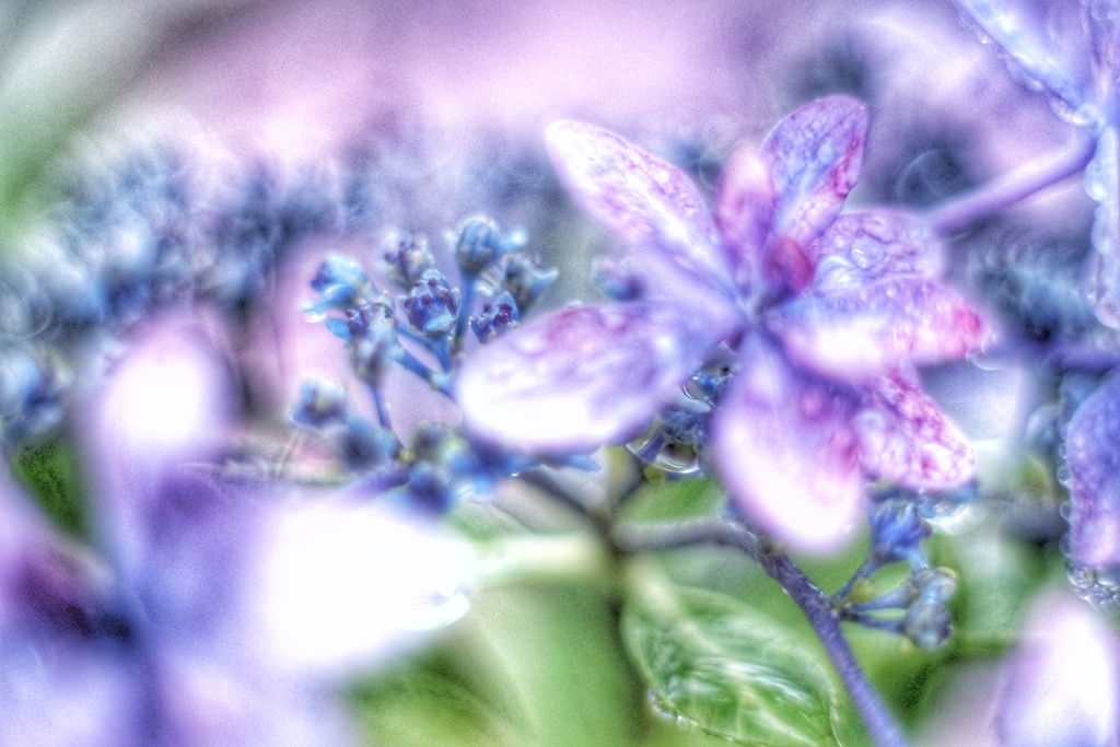 額紫陽花