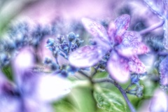 額紫陽花