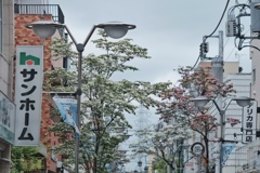 商店街の街路樹なハナミズキ