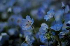 ネモフィラ