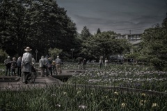 Yokosuka Iris Garden