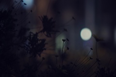 夜