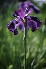 花菖蒲