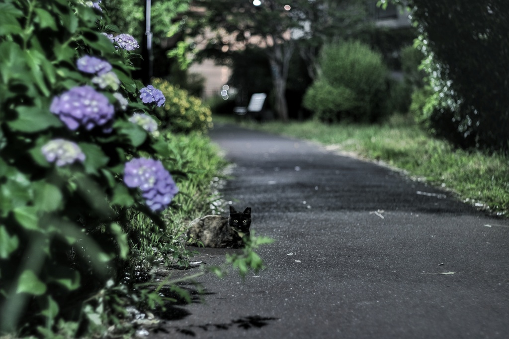 真夜中の紫陽花と通りすがりの猫