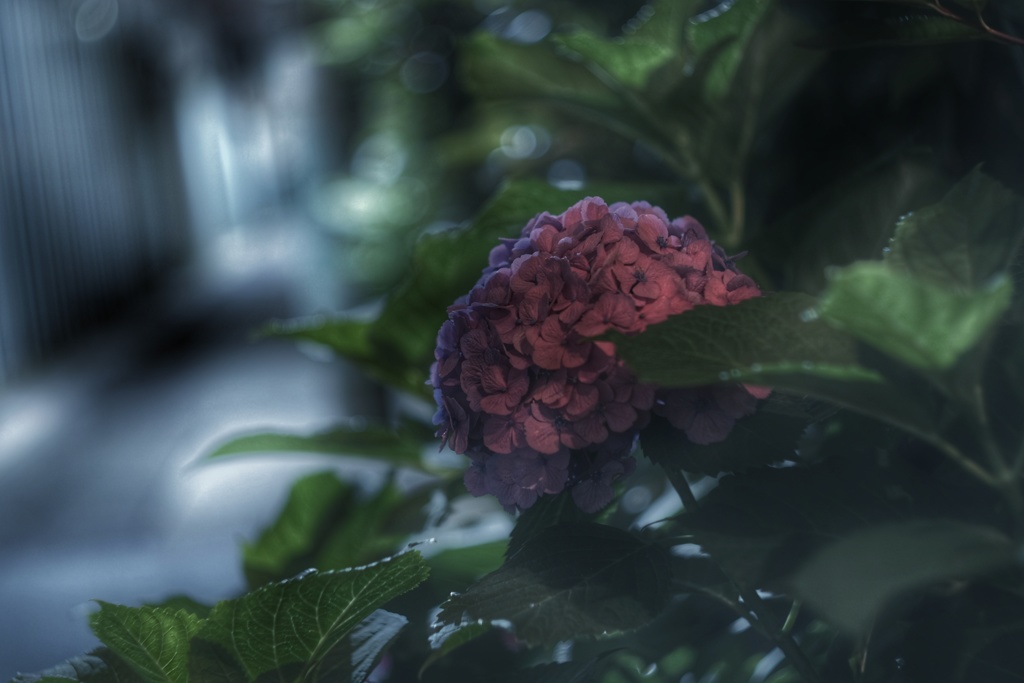 真夜中 黄金町の紫陽花