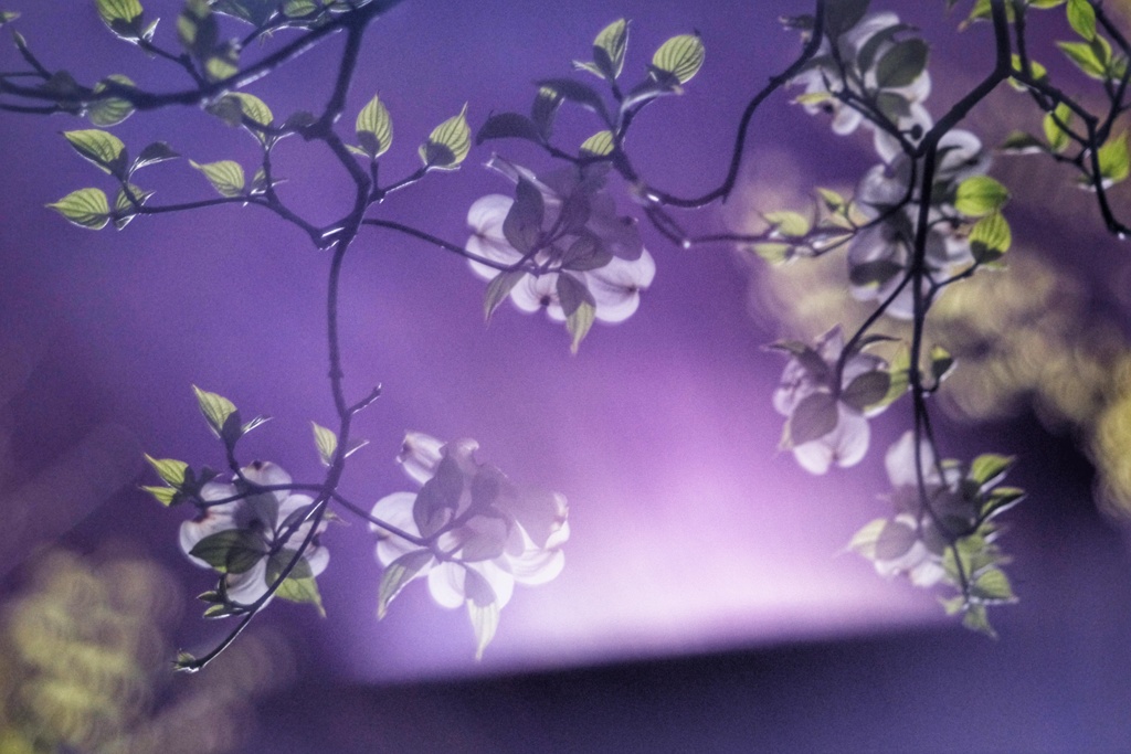花水木(夜)