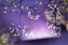 花水木(夜)