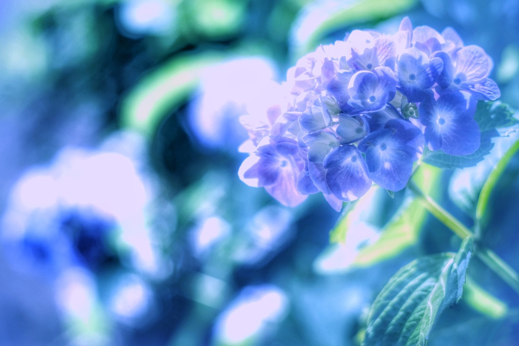 真夜中の紫陽花