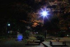 真夜中、横浜公園の日本庭園