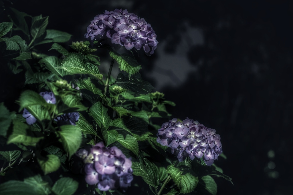 真夜中の紫陽花