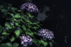真夜中の紫陽花