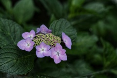 額紫陽花