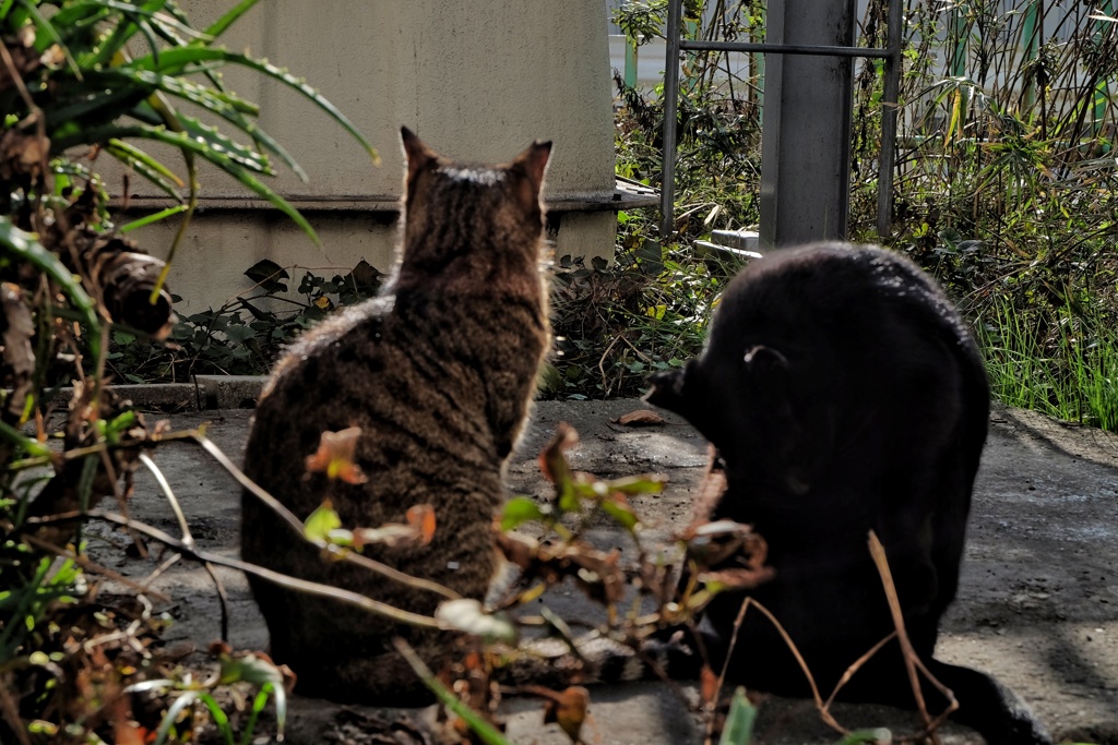 仲睦まじき
