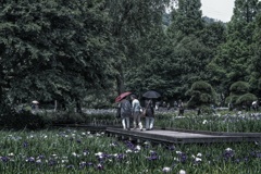 Yokosuka Iris Garden