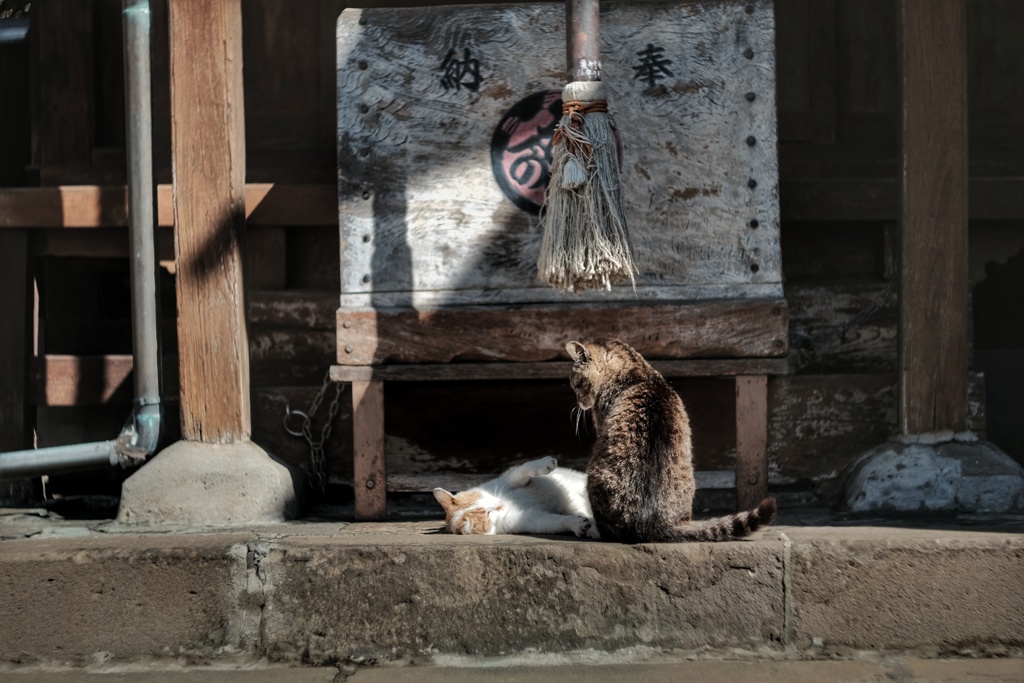 神域でじゃれあう猫様たち