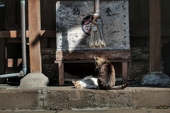 神域でじゃれあう猫様たち