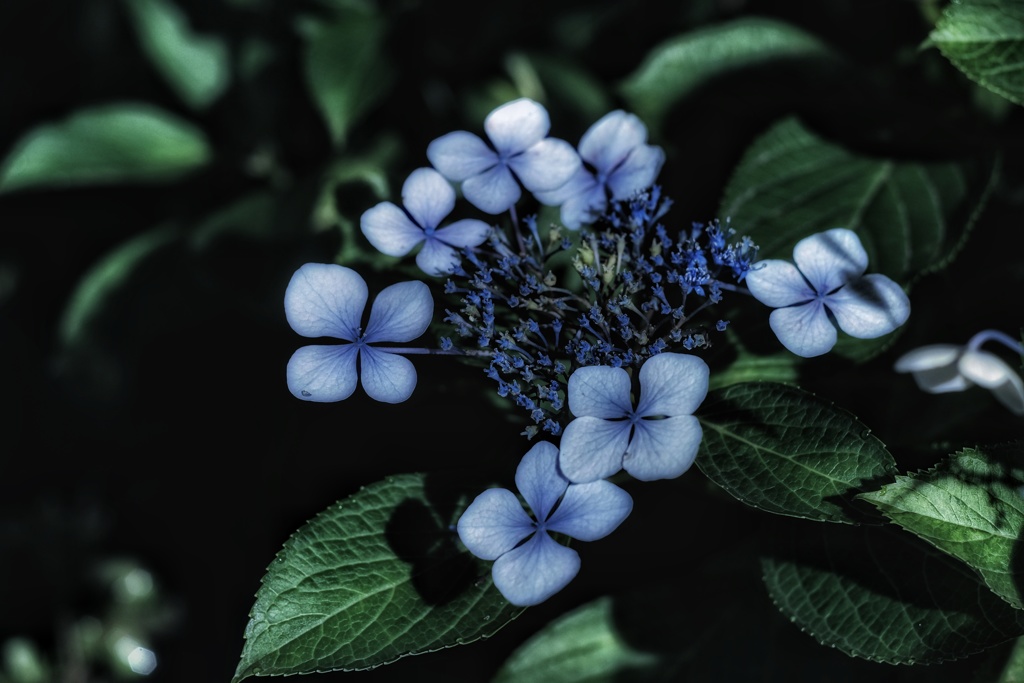 真夜中の額紫陽花