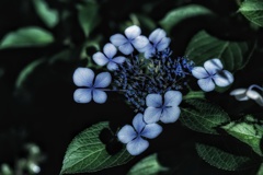 真夜中の額紫陽花