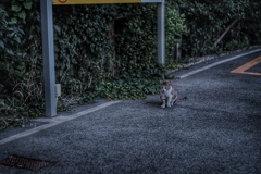 浜川崎 駐車場猫
