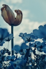 ネモフィラ チューリップ 見上げる