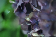 真夜中 雨 紫陽花