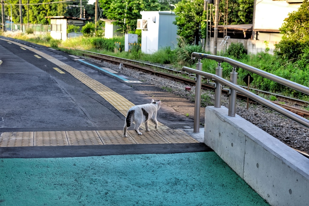 昭和の日の昭和駅