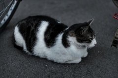 浜川崎 駐車場猫
