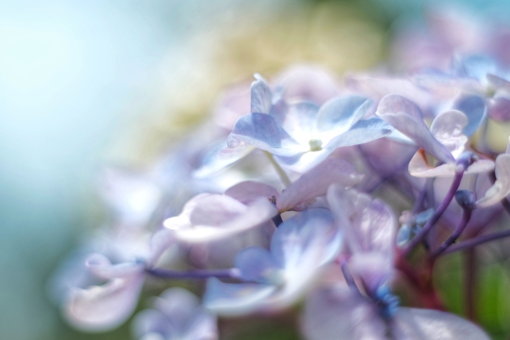 枯紫陽花