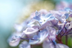 枯紫陽花