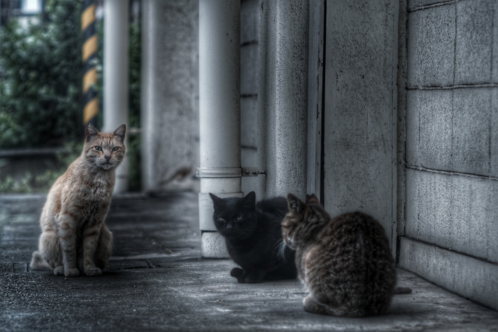 猫