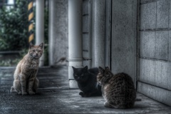 猫