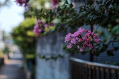 百日紅