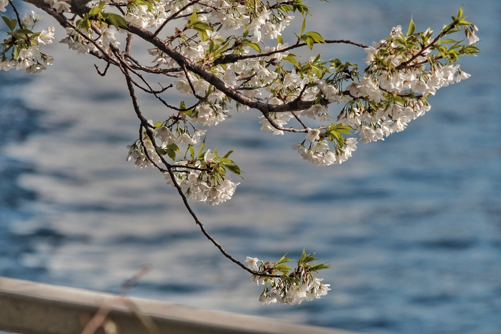 海に向かって咲く