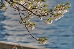 海に向かって咲く