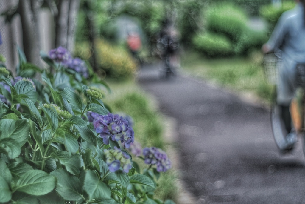 紫陽花の咲く遊歩道