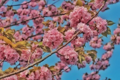 八重桜